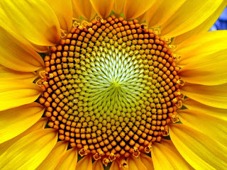 FibSunflower