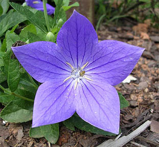 BalloonFlower