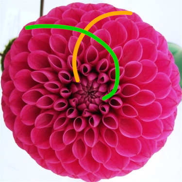 Fibonacci Flower with Spirals
