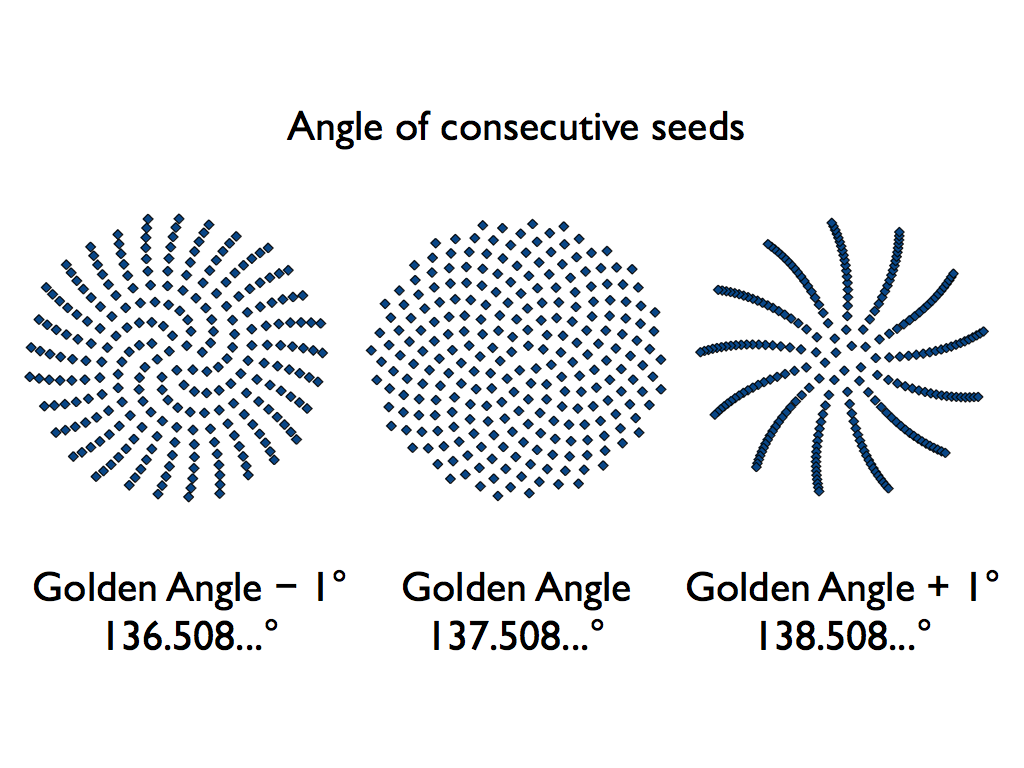 Sunflower-seed-golden-angle-diagram.001