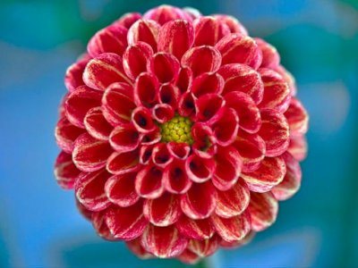 flower-fibonacci